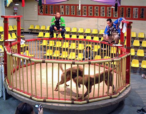 Two Tosa dogs fight in a ring at the Tos Pictures | Getty Images