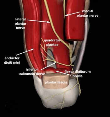 Baxter's Nerve Entrapment - Diagnosis, Treatment, Injection, Surgery