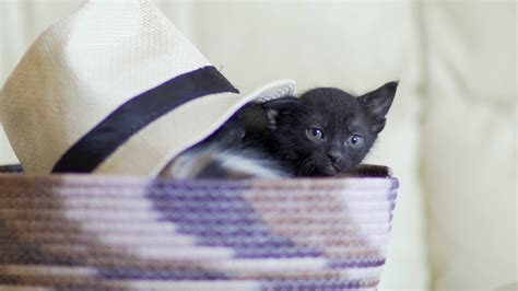 Black cat in a basket image - Free stock photo - Public Domain photo - CC0 Images