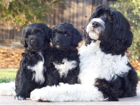 Portuguese Water Dog Puppies For Sale - AKC Marketplace