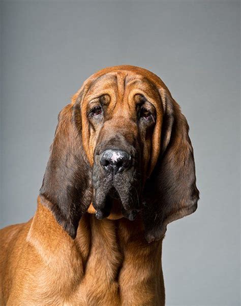 Bloodhound Dog Breed Information & Characteristics | Bloodhound dogs ...