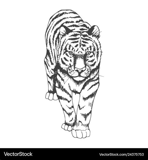 Tiger black and white hand drawing Royalty Free Vector Image