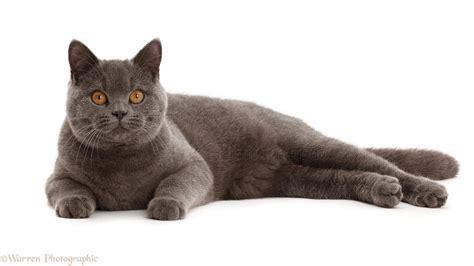 Blue British Shorthair cat photo WP43041