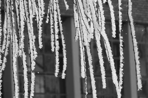 Download free photo of Frost, icing, the branches of the trees, winter ...