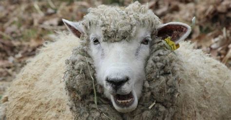 Sheep Teeth: Do Sheep Have Top Teeth? - A-Z Animals