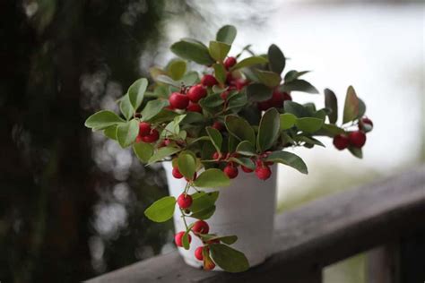 How To Grow Wintergreen - A Sweet Holiday Plant - Farmhouse & Blooms