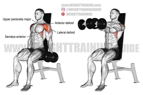 Seated dumbbell front raise exercise instructions and video