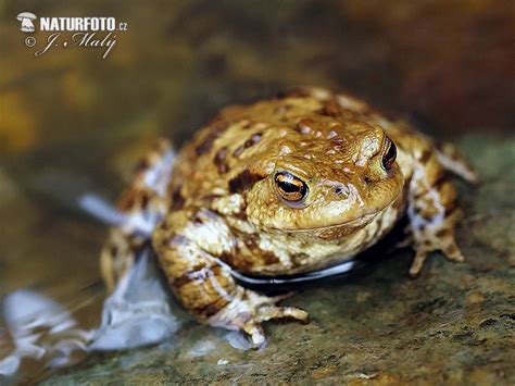 Common Toad Photos, Common Toad Images, Nature Wildlife Pictures | NaturePhoto