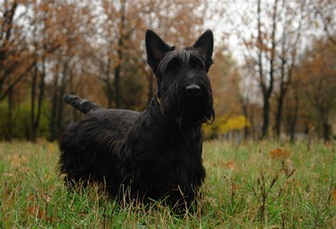 Scottish Terrier - Puppies, Rescue, Pictures, Information, Temperament, Characteristics ...