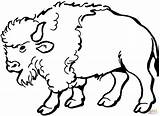 Bison coloring Page  Free Printable Coloring Pages sketch template