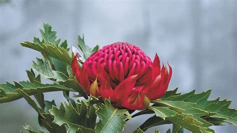 Native Flowers & Plants You Can See in Blue Mountains, NSW