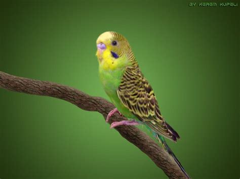 Budgie Wallpapers - Wallpaper Cave