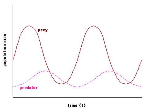 Predator-Prey Relationship - Desert