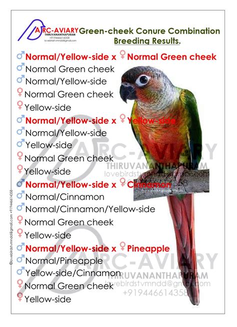 Green-cheek Conure Combination Breeding Results. | Conure, Conure parrots, Pineapple conure