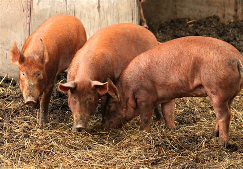 Tamworth Pigs | Flickr - Photo Sharing!