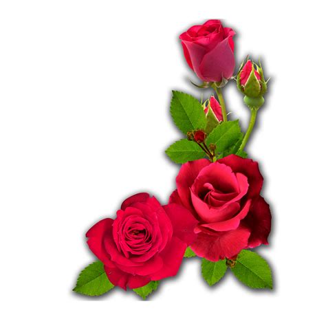 Red Flower Corner PNG and Transparent Clipart Image 11997389 PNG