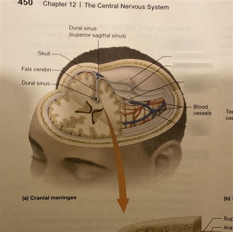 Diagram of CRANIAL MENINGES | Quizlet