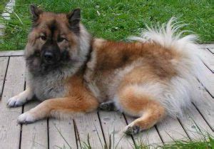 German Shepherd Pomeranian Mix: A Ultimate Guide - Allgshepherds