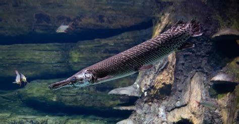 Longnose Gar Fish Facts | Lepisosteus osseus | AZ Animals