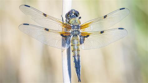 How To Turn Your Garden Into A Dragonfly Habitat - House Digest - News Digging