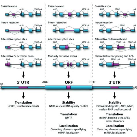 Role of alternative splicing (AS) in mRNA stability, translational... | Download Scientific Diagram