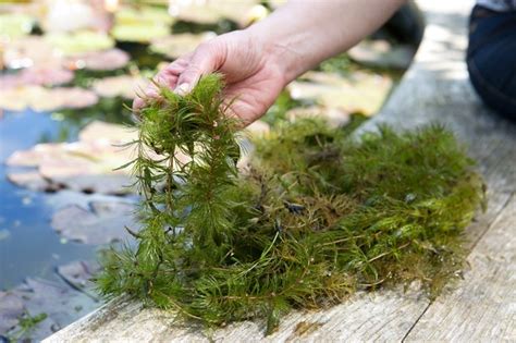 British Native Pond Plants for Wildlife Ponds - BBC Gardeners World Magazine