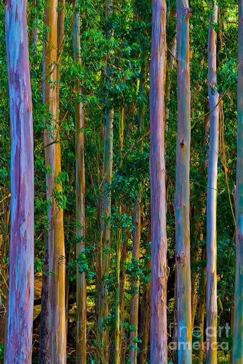 rainbow eucalyptus tree hawaii - Google Search | Rainbow eucalyptus tree, Rainbow eucalyptus ...