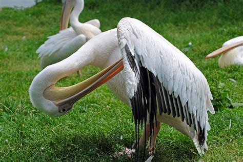 Photo by Tracy Gill Blackpool, Tracy, Zoo, Bits, Cool Photos, Animals ...