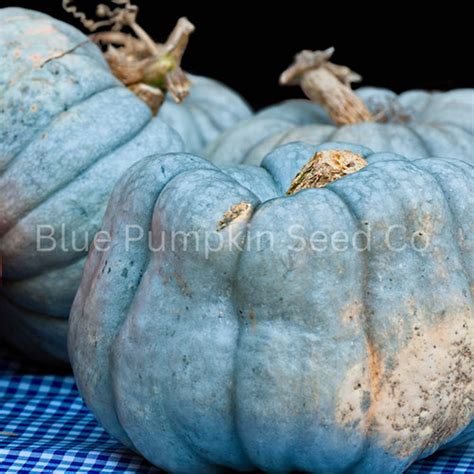 New Zealand Blue Pumpkin seeds | Blue Pumpkin Seed Co