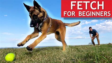 Train ANY Dog How To Play Fetch PERFECTLY - YouTube | Training your dog, Dog training, Puppy ...