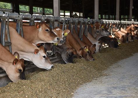 Milk Production Drops for The Seventh Month in A Row | Dairy Herd