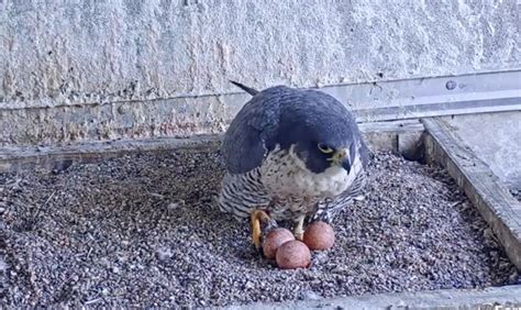 Video: Peregrine Falcons In Downtown SF and Berkeley Lay Multiple Eggs ...