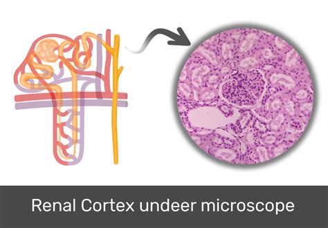 Renal cortex histology and labeled diagram | GetBodySmart