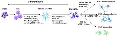 General steps of iPSC differentiation into neurons and glial cells ...