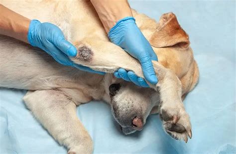 Pyoderma In Dogs - What It Is, Different Types & How To Treat It