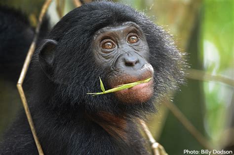 A Wealth of Biodiversity in Congo Basin | African Wildlife Foundation