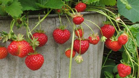 Easy Tips for Growing Strawberries in Pots - Hort Zone