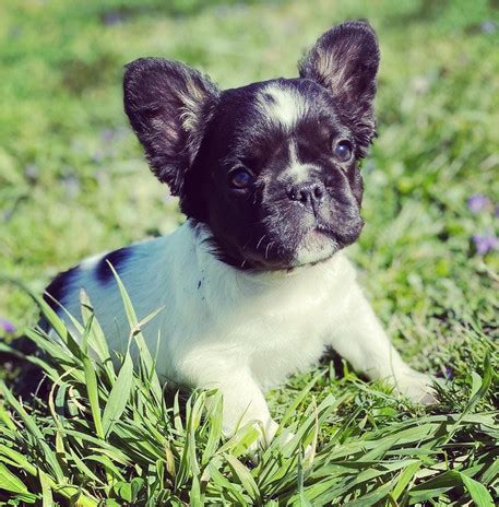 French Bulldog & Frenchton Breeders | Shiloh Hill Frenchies And Frenchtons