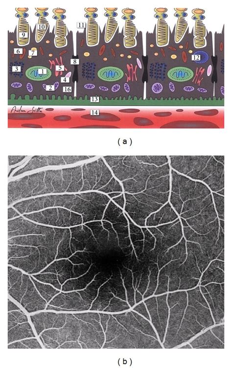 Normal human macula. (a) Schematic cross-sectional illustration of the ...