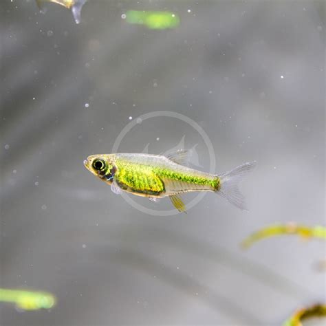 RASBORA - GREEN NEON / KUBOTAI Microdevario kubotai - Aquatics Unlimited