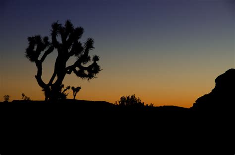 Joshua Tree National Park