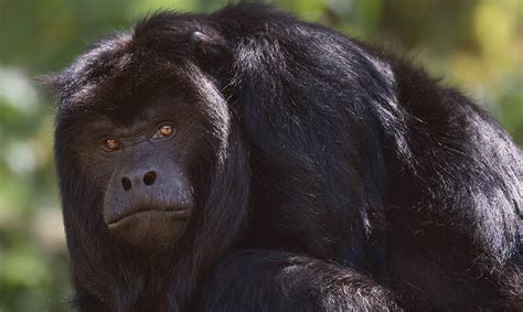 Black Howler Monkey - Los Angeles Zoo and Botanical Gardens