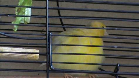 Breeding Finches Made Easy - neeuse.com