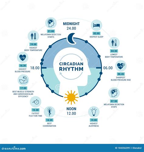 Circadian Rhythm and Sleep-wake Cycle Stock Vector - Illustration of ...