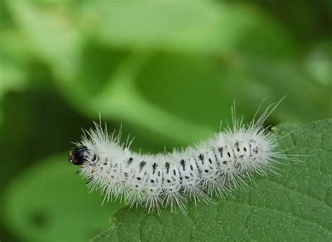 hairy white caterpillar black spots - Lophocampa caryae - BugGuide.Net