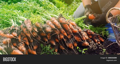 Farmer Harvesting Image & Photo (Free Trial) | Bigstock