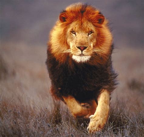 Lion running on a field HD wallpaper | Wallpaper Flare