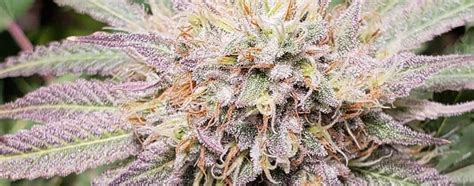 Orange Kush Strain - Everything you need to know and more! – Weed Republic