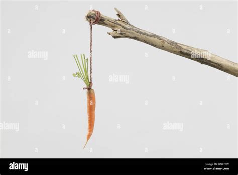 carrot on a stick Stock Photo - Alamy