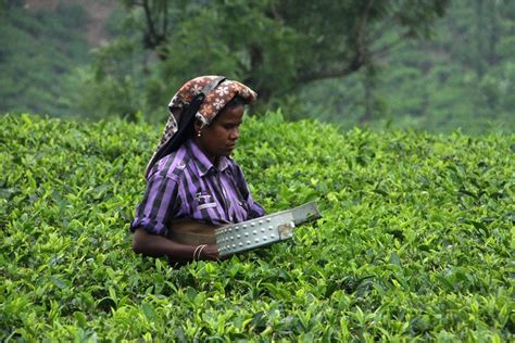 CABI research helps 'harvest' the prospect of more sustainable tea production in India - CABI.org